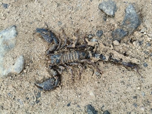 Giant Forest Scorpion
