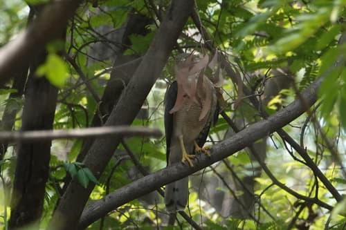 Shikra