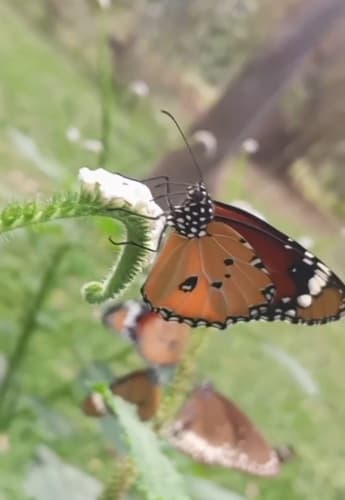 Plain Tiger Butterfly