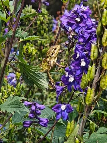 Horsfield's Spiny Lizard