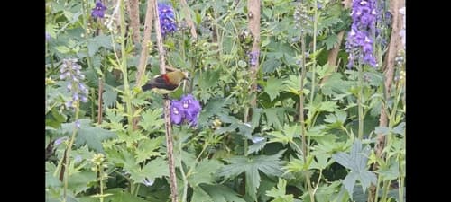 Crimson-backed Sunbird