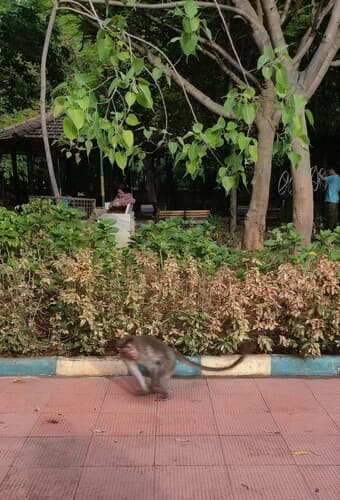 Bonnet Macaque