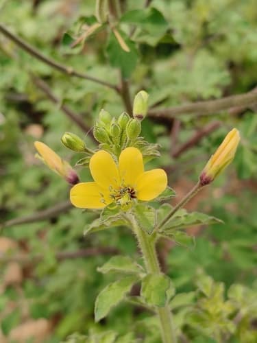 Asian Spiderflower