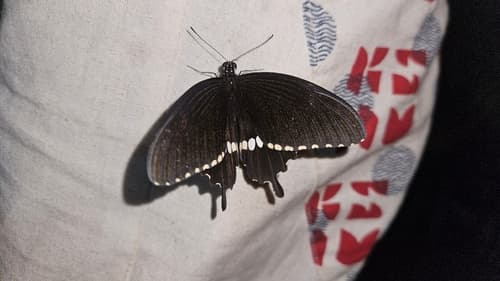 Common Mormon Swallowtail