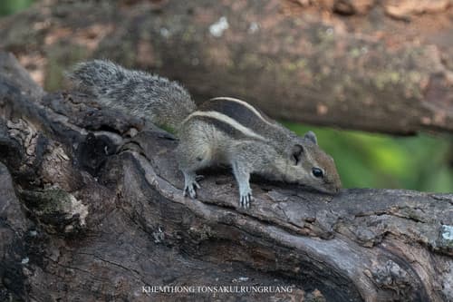 Three-striped Palm Squirrel