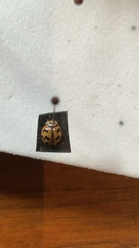 Six-spotted Zigzag Ladybird