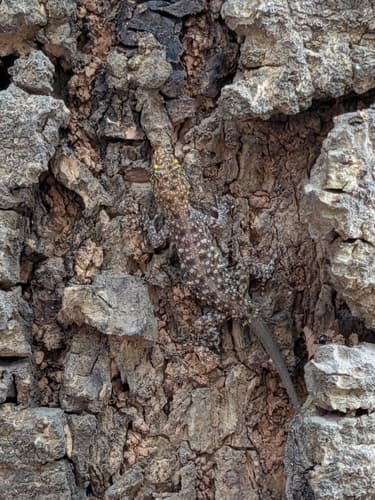 Mysore Round-eyed Gecko