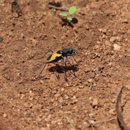 Cicindela goryi