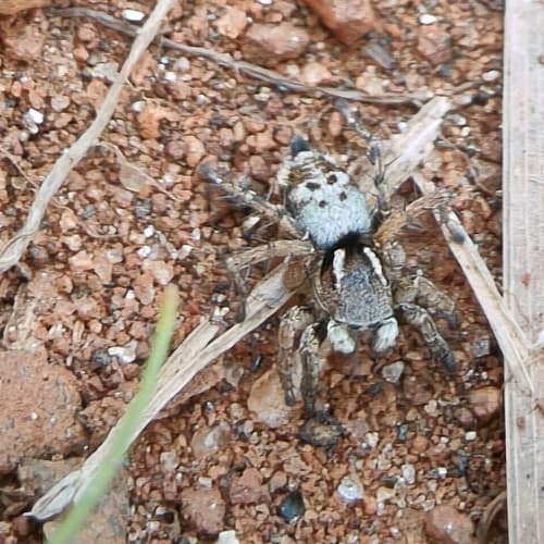 Stenaelurillus sarojinae