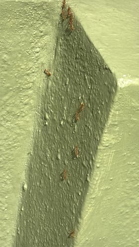 Asian Weaver Ant