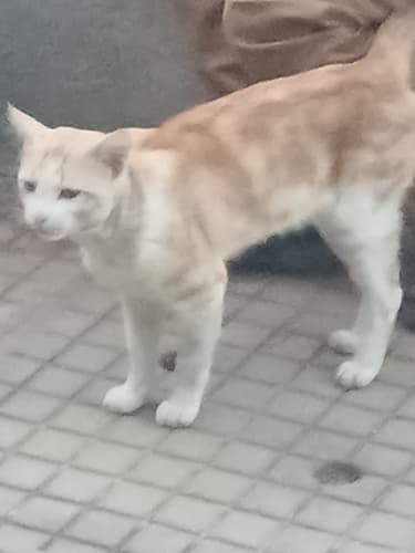 Domestic Cat