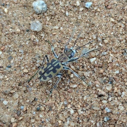 Braided Tiger Beetle