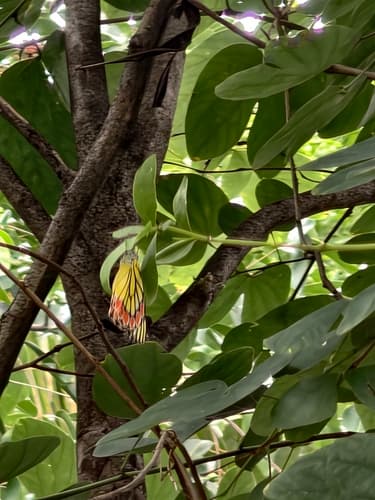 Common Jezebel