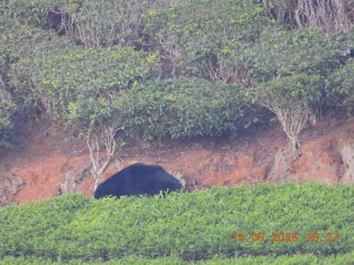 Indian Sloth Bear