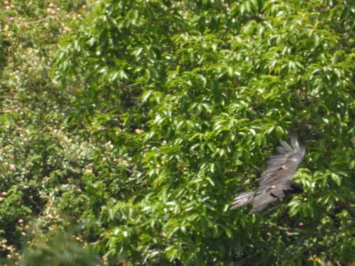 Black Eagle