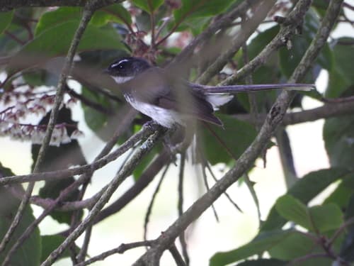 Spot-breasted Fantail