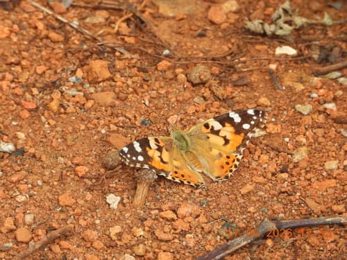 Painted Lady