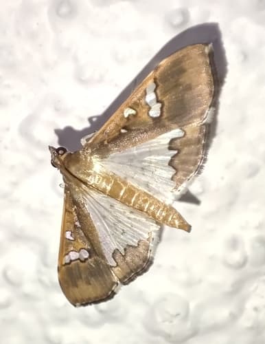 Mung Bean Moth