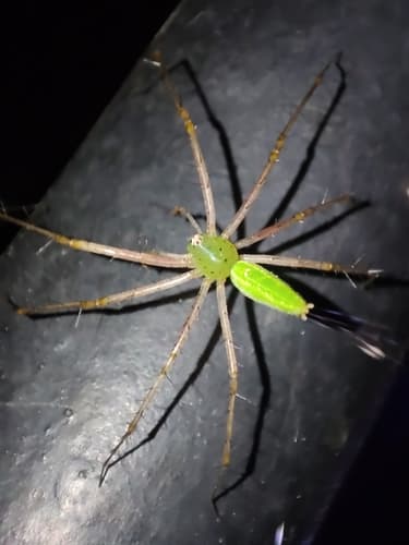 Indian Green Lynx Spider