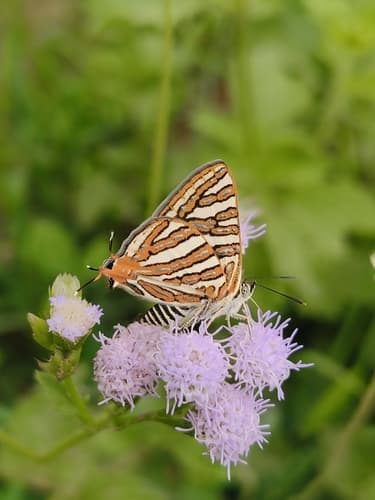 Common Silverline