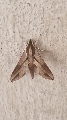 Swinhoe's Striated Hawkmoth