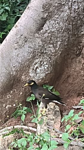 Common Myna