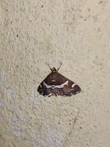 Hawaiian Beet Webworm Moth