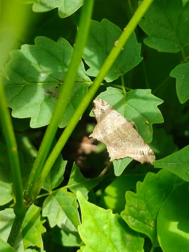 Chiasmia emersaria