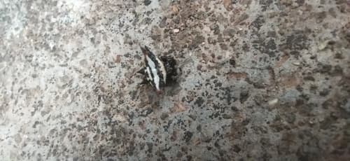 Oriental Spiny Orb-weaver