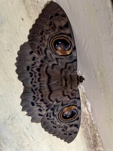 Common Owl Moth
