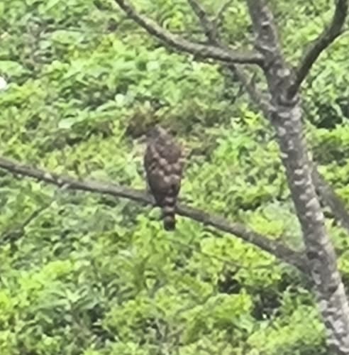 Crested Goshawk