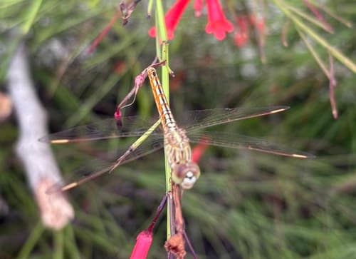 Ditch Jewel