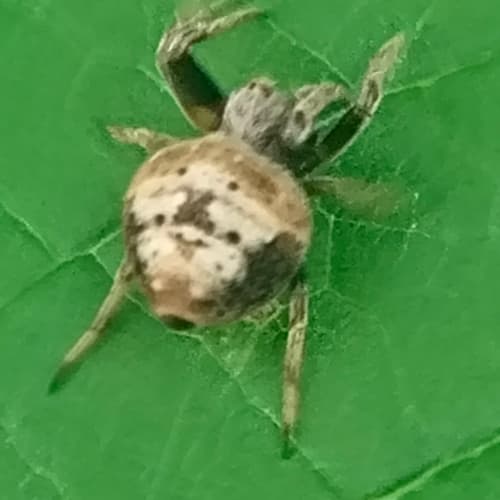 Hump Back Araneid Spider