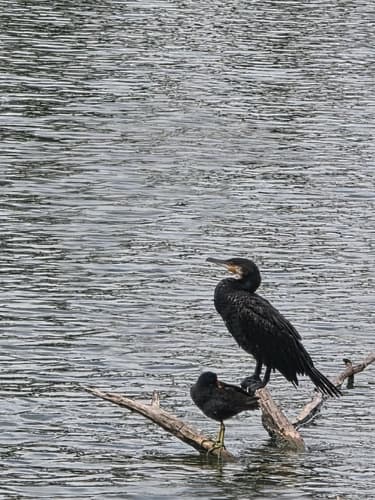 Great Cormorant