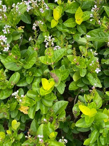 Lemon Pansy