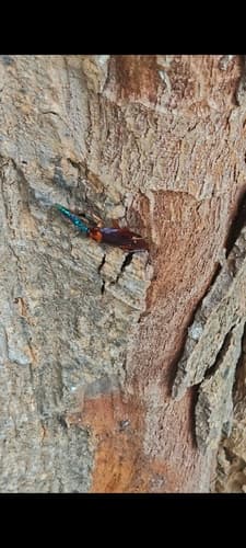 Emerald Cockroach Wasp