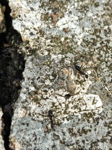 Longhorn Crazy Ant