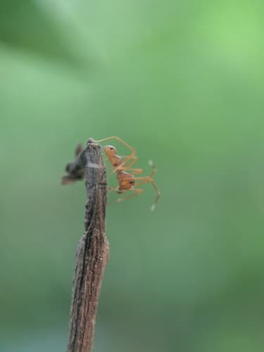 Ant-like Crab Spider