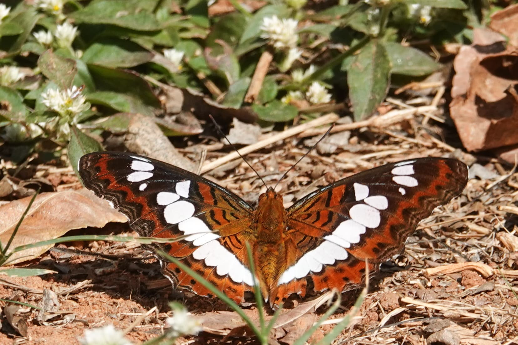 Commander (Moduza procris)