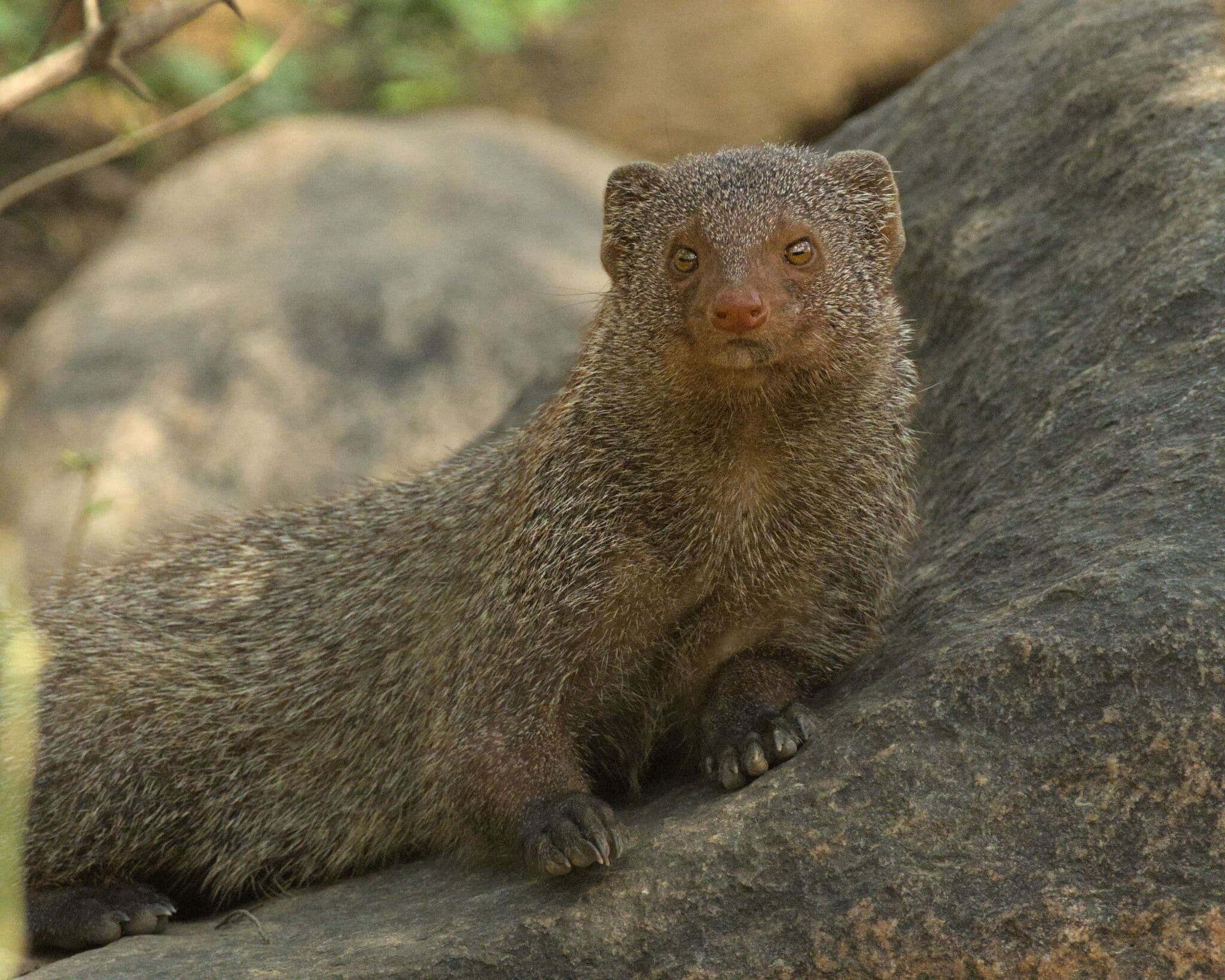 Indian Gray Mongoose (Herpestes edwardsi)