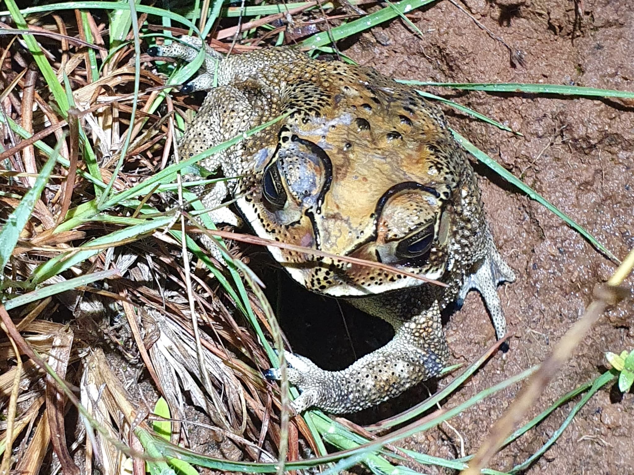 Asian Toad (Duttaphrynus melanostictus)